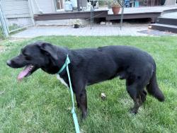 Found/Stray Male Dog last seen MeridianRoad and Cherry Lane, Meridian, ID 83646