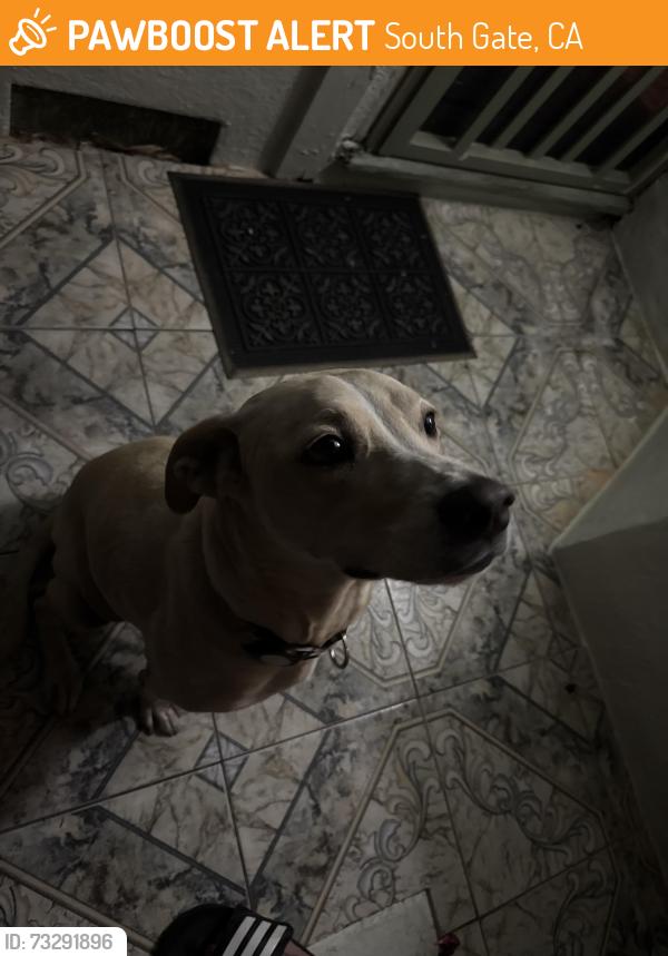 Found/Stray Female Dog last seen Wisconsin and Montara, South Gate, CA 90280