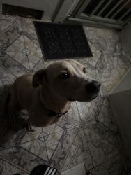 Found/Stray Female Dog last seen Wisconsin and Montara, South Gate, CA 90280