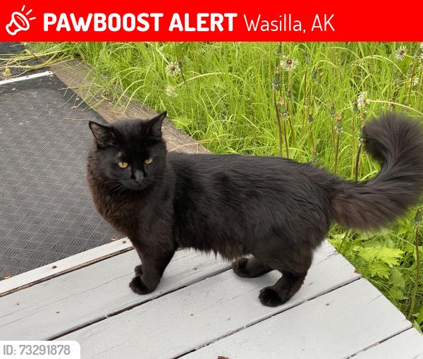 Lost Male Cat last seen Near W. Bruns Drive, Wasilla, AK 99654