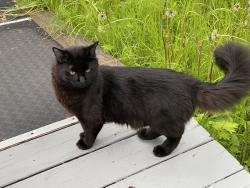 Lost Male Cat last seen Near W. Bruns Drive, Wasilla, AK 99654
