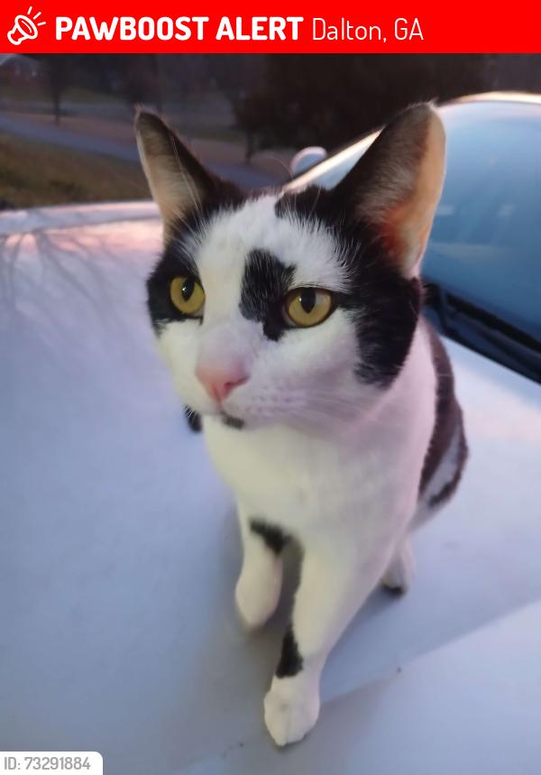 Lost Male Cat last seen Kwik Serv, Dalton, GA 30720