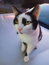 Lost Male Cat last seen Kwik Serv, Dalton, GA 30720