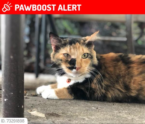 Lost Female Cat last seen Hilton Hotel, Altamonte Springs, FL 32701