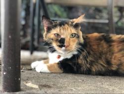 Lost Female Cat last seen Hilton Hotel, Altamonte Springs, FL 32701
