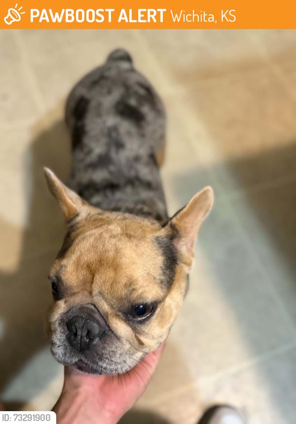 Found/Stray Female Dog last seen Quick trip by k-15, Wichita, KS 67204
