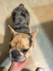 Found/Stray Female Dog last seen Quick trip by k-15, Wichita, KS 67204