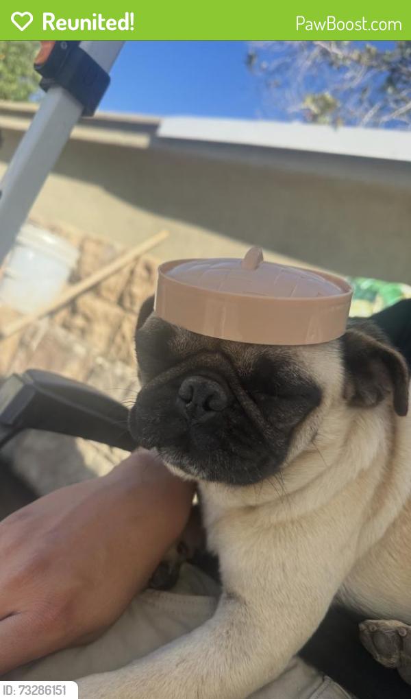 Reunited Male Dog last seen Golf course, National City, CA 91950