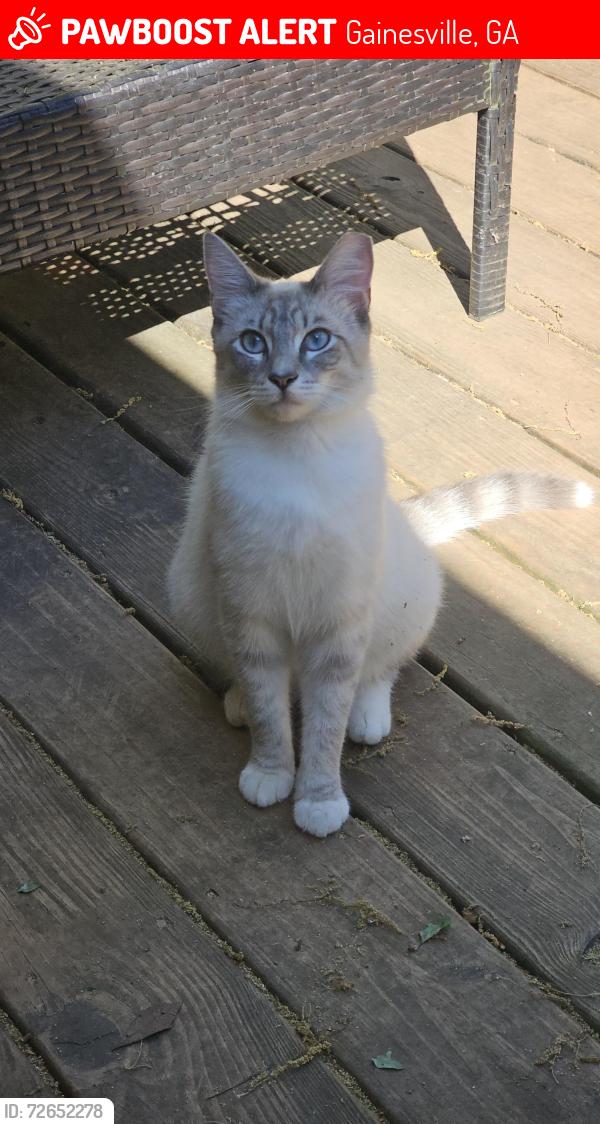 Lost Male Cat last seen Ledan Rd off Thompson Bridge Rd., Gainesville, GA 30506