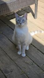 Lost Male Cat last seen Ledan Rd off Thompson Bridge Rd., Gainesville, GA 30506