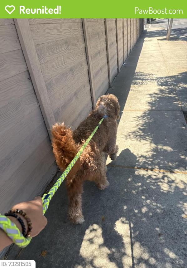 Reunited Male Dog last seen William moss blvd, Stockton, CA 95206