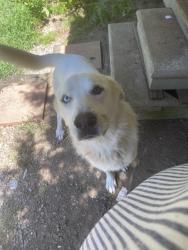 Lost Male Dog last seen Mlk blv dalton ga, Dalton, GA 30719