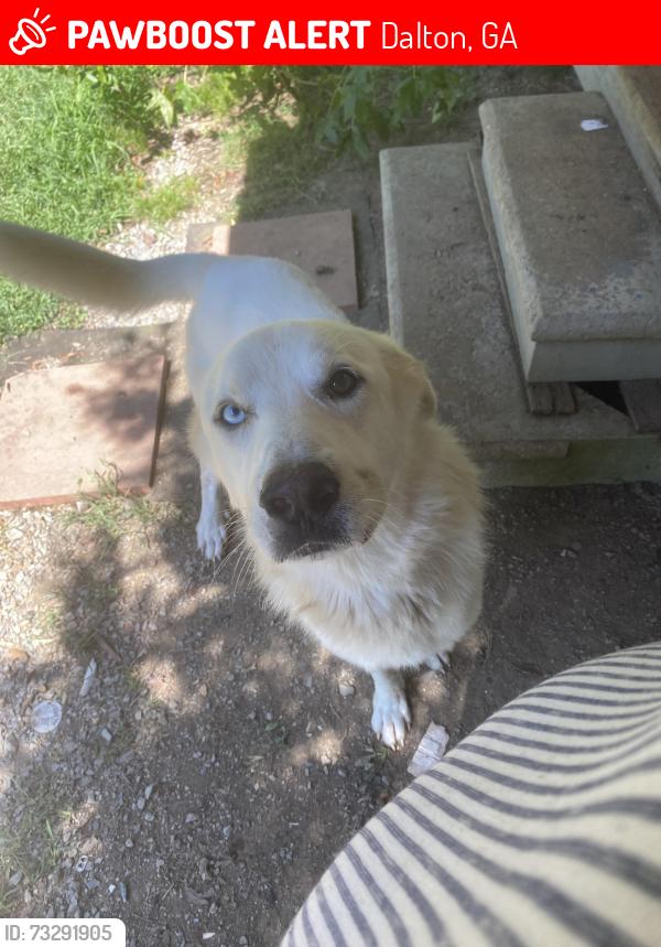 Lost Male Dog last seen Mlk blv dalton ga, Dalton, GA 30719