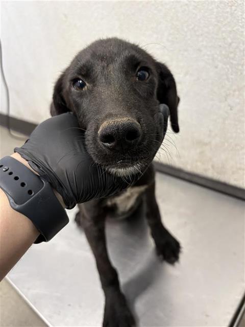 Shelter Stray Male Dog last seen Near BLOCK S NINTH ST, FRESNO CA 93725 1429, 5277 E Airways Blvd, Fresno, CA 93727, USA