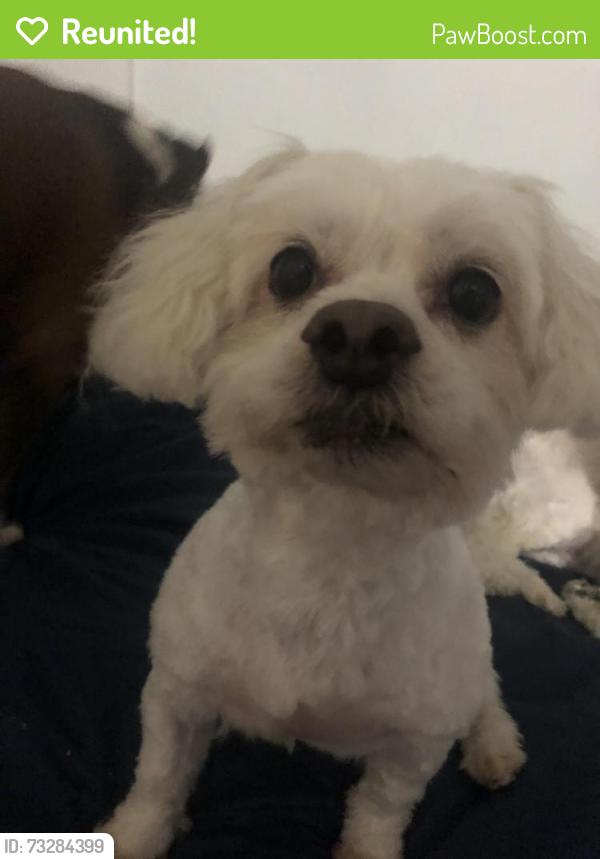 Reunited Male Dog last seen Century/ Budong, Los Angeles, CA 90044