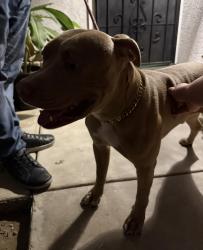 Found/Stray Male Dog last seen Murrieta and Beth, Menifee, CA 92586