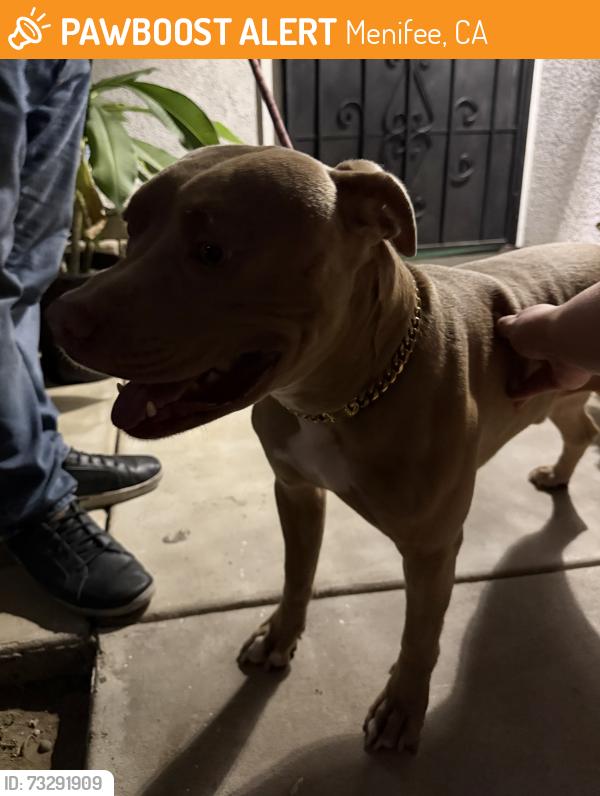 Found/Stray Male Dog last seen Murrieta and Beth, Menifee, CA 92586