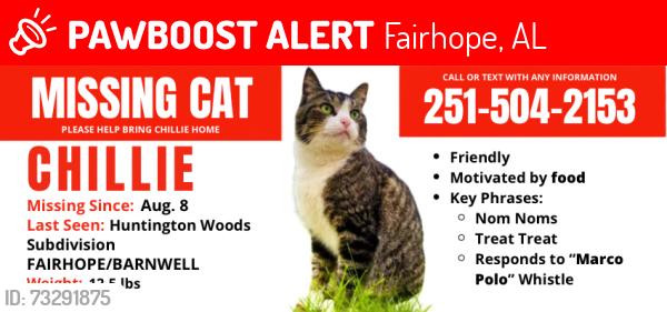 Lost Male Cat last seen Across Greeno Rd from Fairhope High School, Fairhope, AL 36532