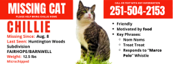 Lost Male Cat last seen Across Greeno Rd from Fairhope High School, Fairhope, AL 36532