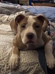 Lost Male Dog last seen Marsh, Memphis, TN 38127