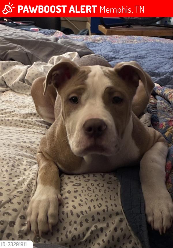 Lost Male Dog last seen Marsh, Memphis, TN 38127