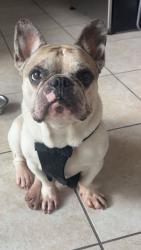 Reunited Male Dog last seen Near concord drive, Oxnard, CA 93033