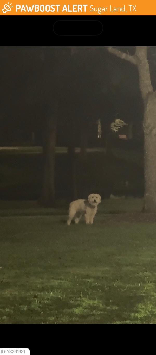 Found/Stray Male Dog last seen Wentworth avenue, Sugar Land, TX 77479