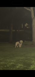 Found/Stray Male Dog last seen Wentworth avenue, Sugar Land, TX 77479