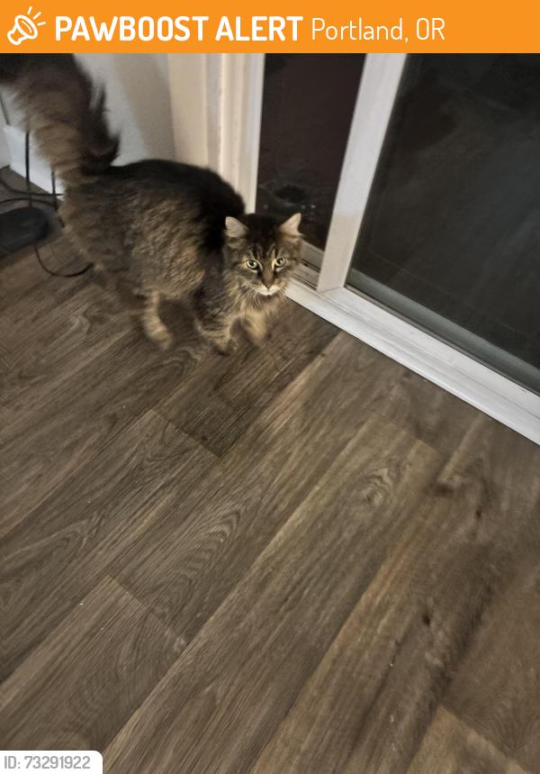 Found/Stray Unknown Cat last seen Mall 205, Portland, OR 97216