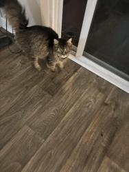 Found/Stray Unknown Cat last seen Mall 205, Portland, OR 97216