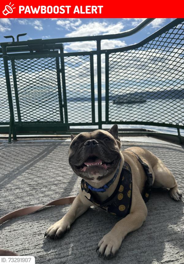 Lost Male Dog last seen Deschutes Falls Park, Thurston County, WA 98597