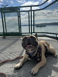 Lost Male Dog last seen Deschutes Falls Park, Thurston County, WA 98597