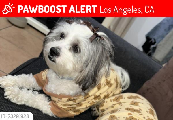 Lost Female Dog last seen Middle school Dr. Julian Nava Learning Academy, Los Angeles, CA 90011