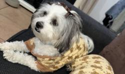 Lost Female Dog last seen Middle school Dr. Julian Nava Learning Academy, Los Angeles, CA 90011