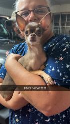 Reunited Female Dog last seen Brothers Road and Woodrich Lane, Lafayette, LA 70507