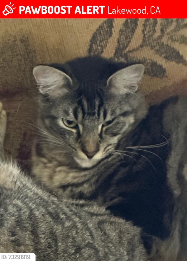 Lost Male Cat last seen Near Obispo Ave (his home), Lakewood, CA 90712