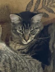 Lost Male Cat last seen Near Obispo Ave (his home), Lakewood, CA 90712
