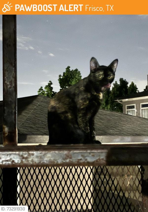 Found/Stray Unknown Cat last seen Warren Pkwy & Preston Rd, Frisco, TX 75035