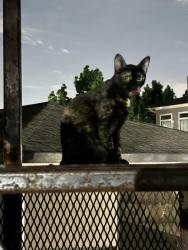 Found/Stray Unknown Cat last seen Warren Pkwy & Preston Rd, Frisco, TX 75035