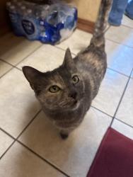 Lost Female Cat last seen Across from the train tracks by the water tower in Beebe, Beebe, AR 72012