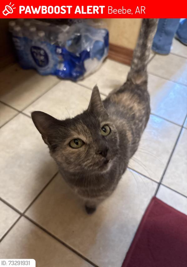 Lost Female Cat last seen Across from the train tracks by the water tower in Beebe, Beebe, AR 72012