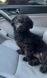 Lost Male Dog last seen S 136th st ambaum burien wa, Burien, WA 98168