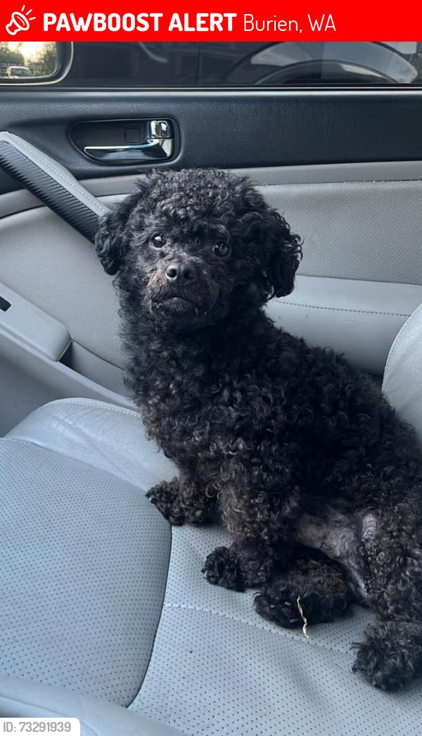Lost Male Dog last seen S 136th st ambaum burien wa, Burien, WA 98168