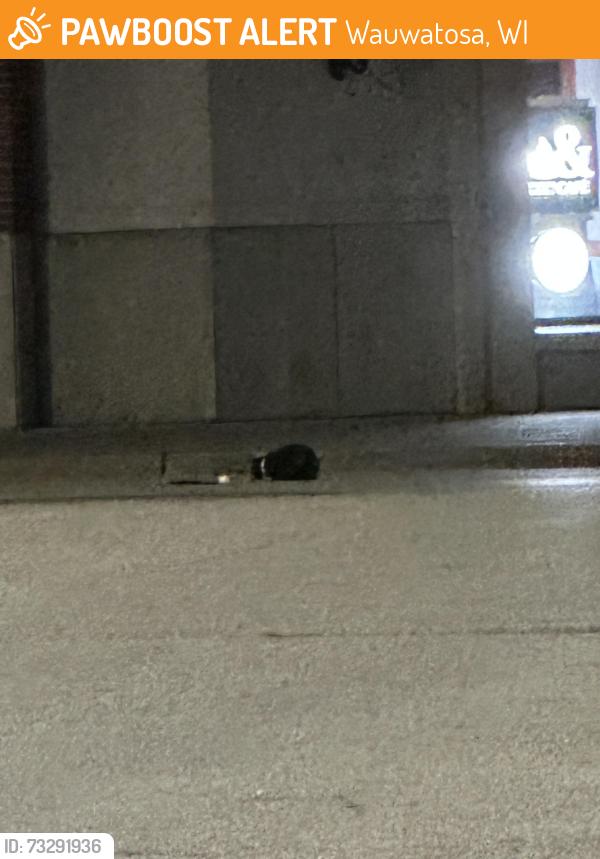 Found/Stray Unknown Cat last seen Barnes N Noble by the Mayfair Mall, in and out of the Scheels construction area, Wauwatosa, WI 53226