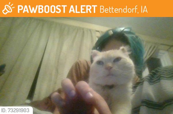 Found/Stray Male Cat last seen We found him in my garage near 18th Street and Bellevue Avenue, Bettendorf, IA 52722