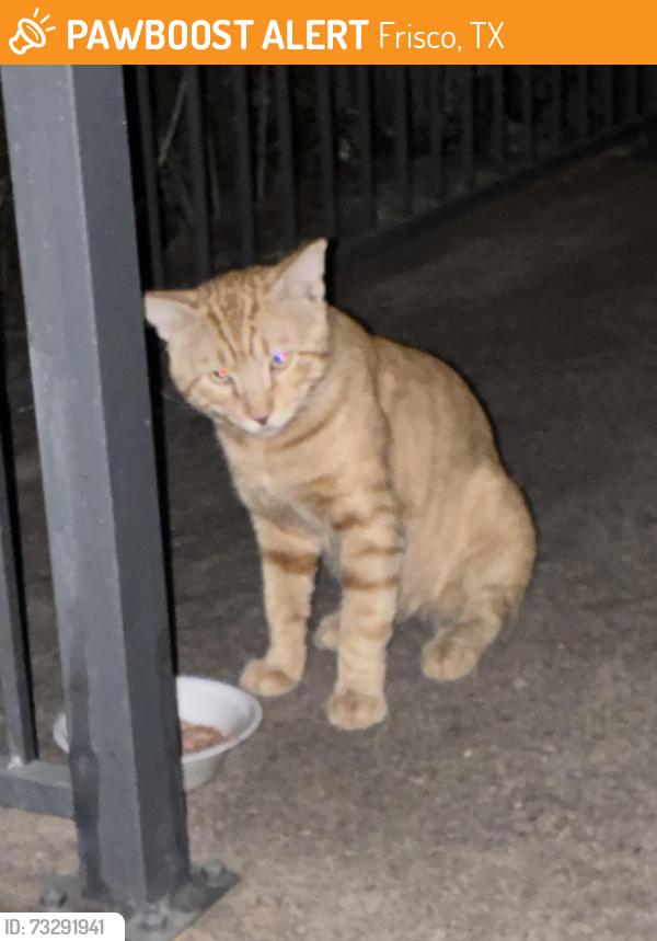 Found/Stray Male Cat last seen Warren Pkwy & Preston Rd, Frisco, TX 75034