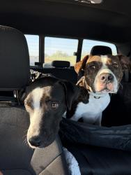 Reunited Female Dog last seen Near Interplace Rd, San Antonio, TX 78249, USA, San Antonio, TX 78249