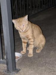 Found/Stray Male Cat last seen Warren Pkwy & Preston Rd, Frisco, TX 75034