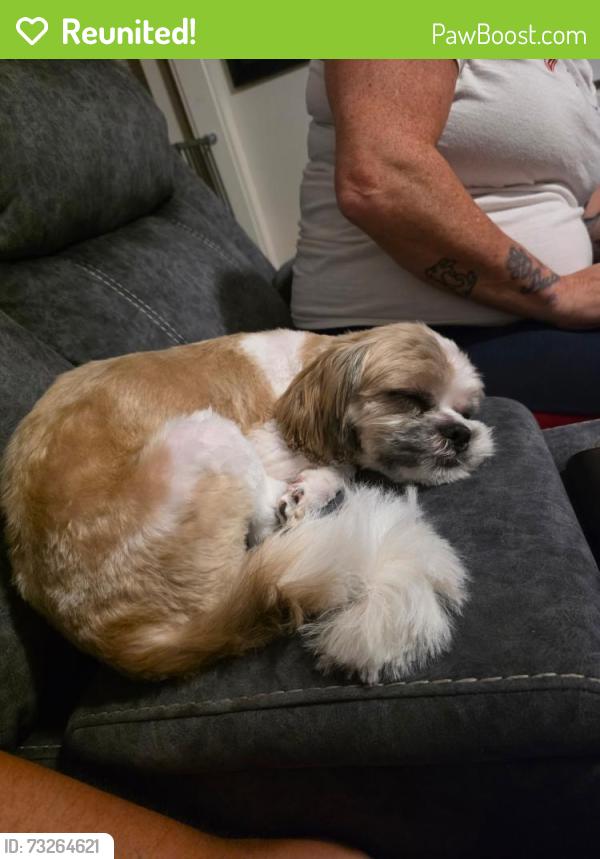 Reunited Female Dog last seen N. Maim st fall river, Fall River, MA 02720