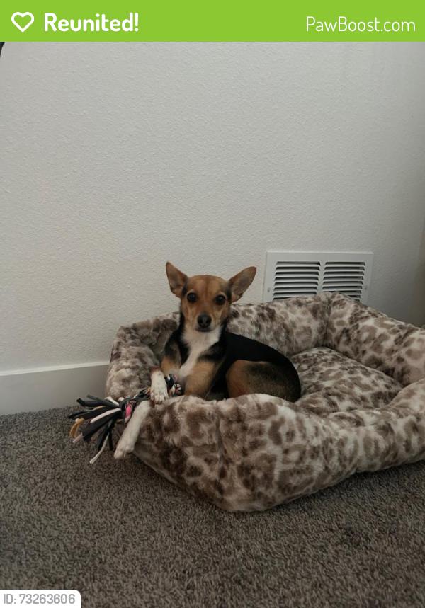 Reunited Female Dog last seen Near Niagra st commerce city, Commerce City, CO 80022